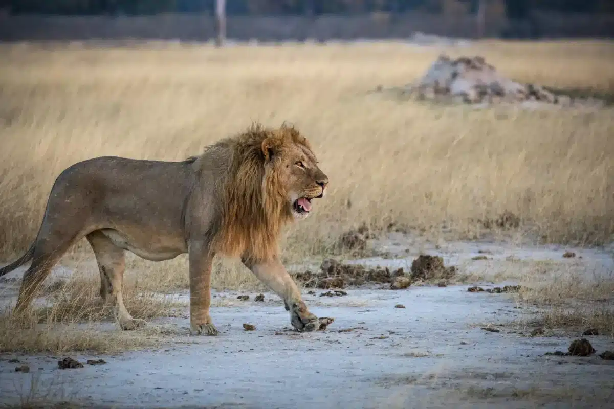 Zimbabwe Safaris - Luxury Zimbabwe Safaris