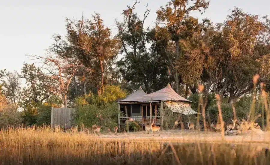 Wilderness Little Vumbura