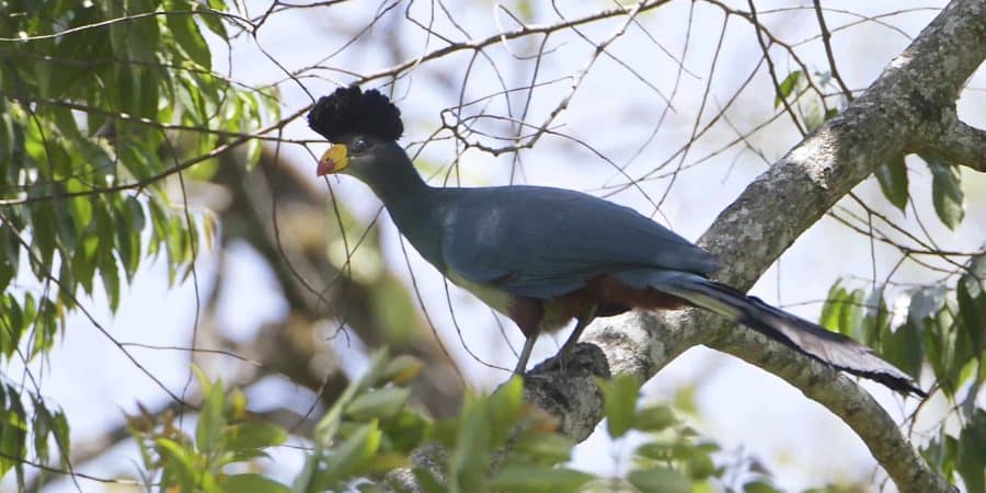 Kakamega Forest National Reserve