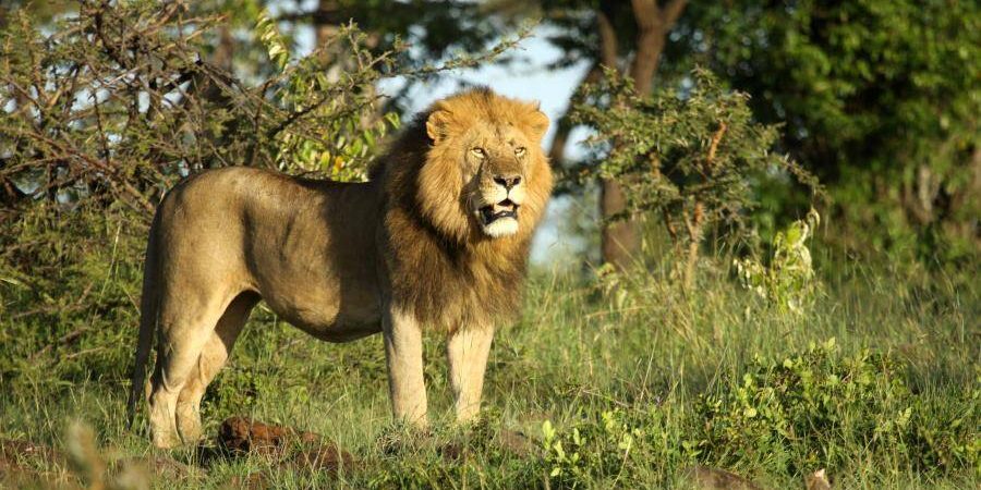 Olare Motorogi Conservancy – Masai Mara – Cheetah Safaris Olare Motorogi Conservancy - Masai Mara - Cheetah Safaris