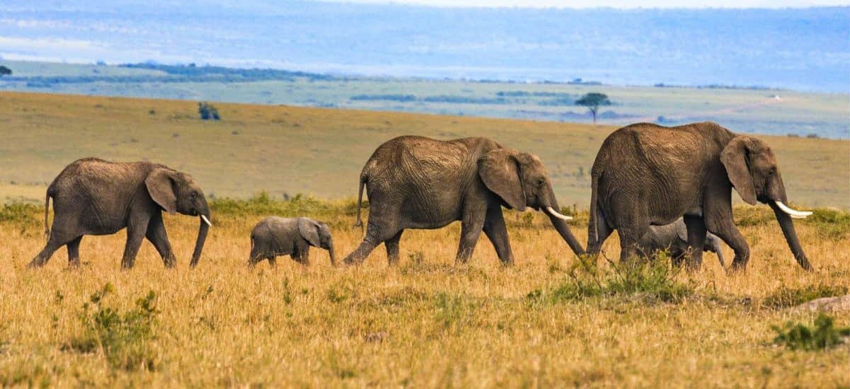 Luxury Zambia Safaris