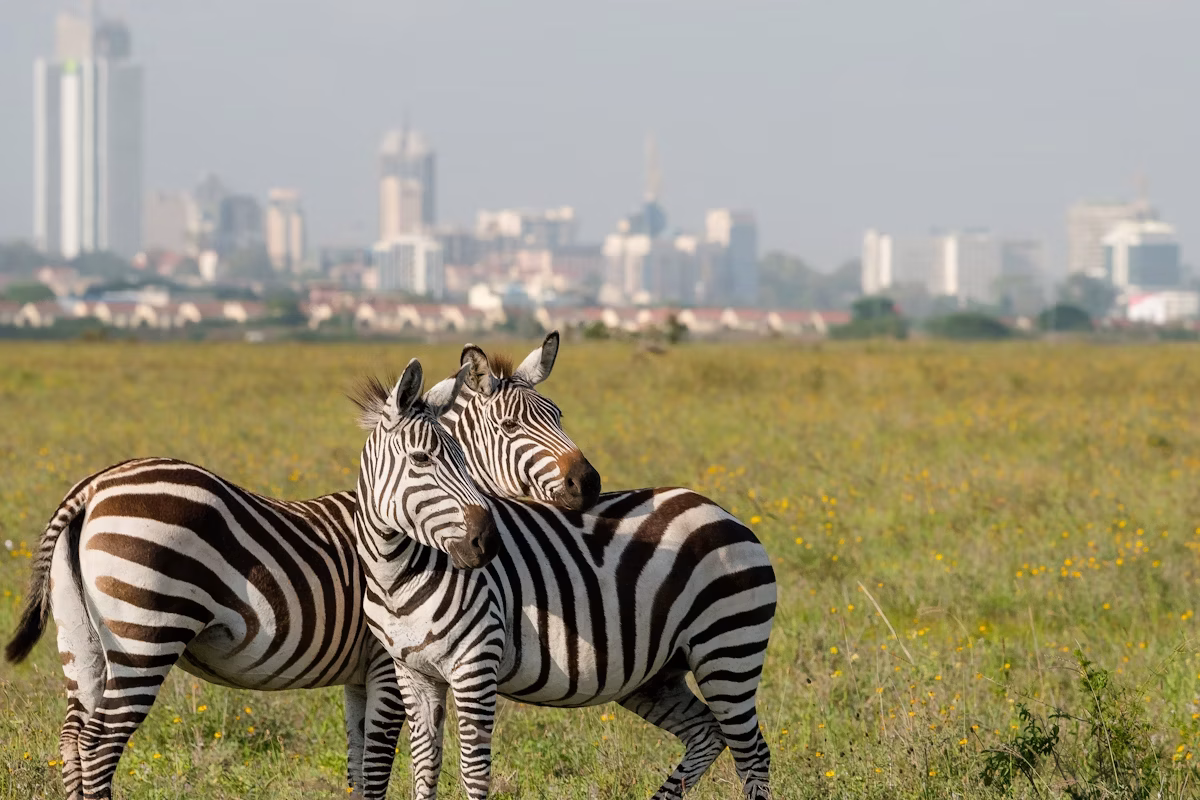 Nairobi City Tours - Nairobi Day Tours - Nairobi National Park Game Drives