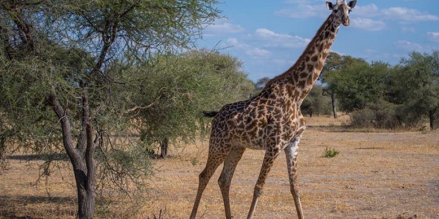 tarangire-safaris-tanzania tarangire-safaris-tanzania