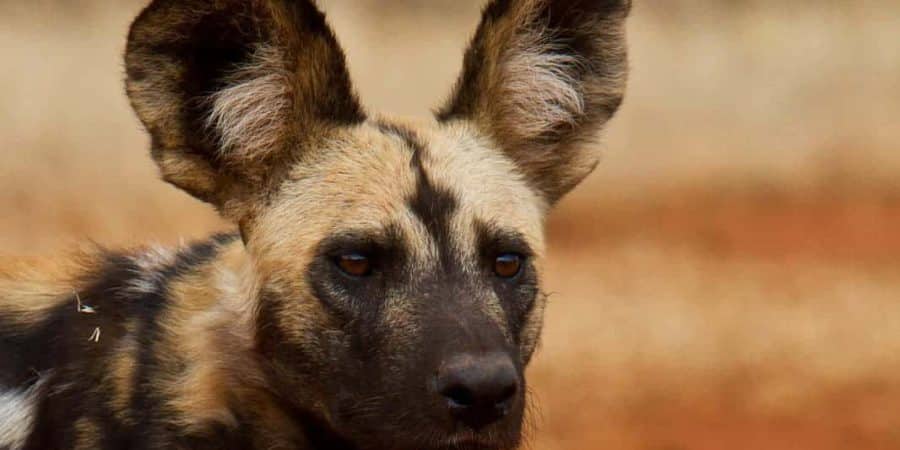The Sanctuary at Ol Lentile - Laikipia - Cheetah Safaris