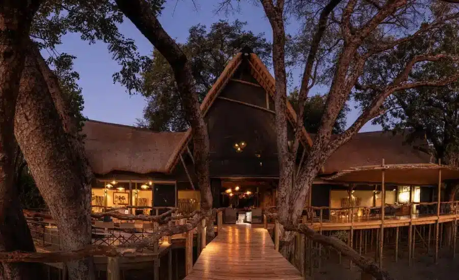 Wilderness Tubu Tree