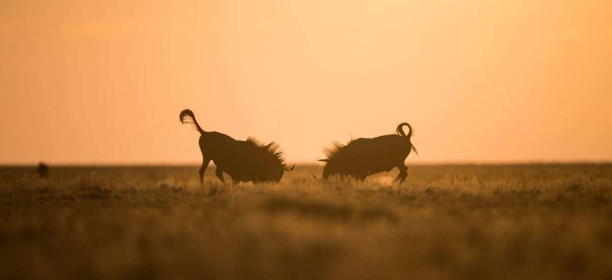 west zambia liuwa plains wildlife photography wildebeest fight 1200x800